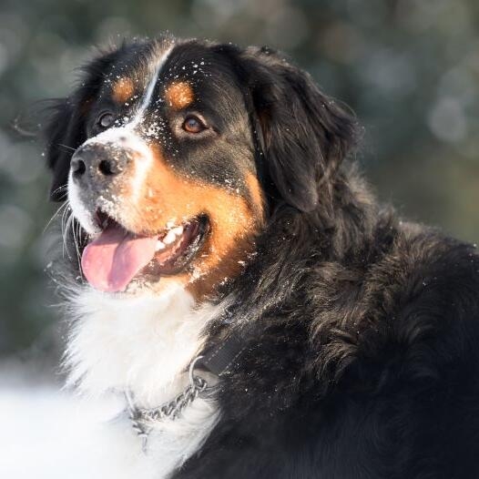 Dog breed bernese mountain hot sale dog